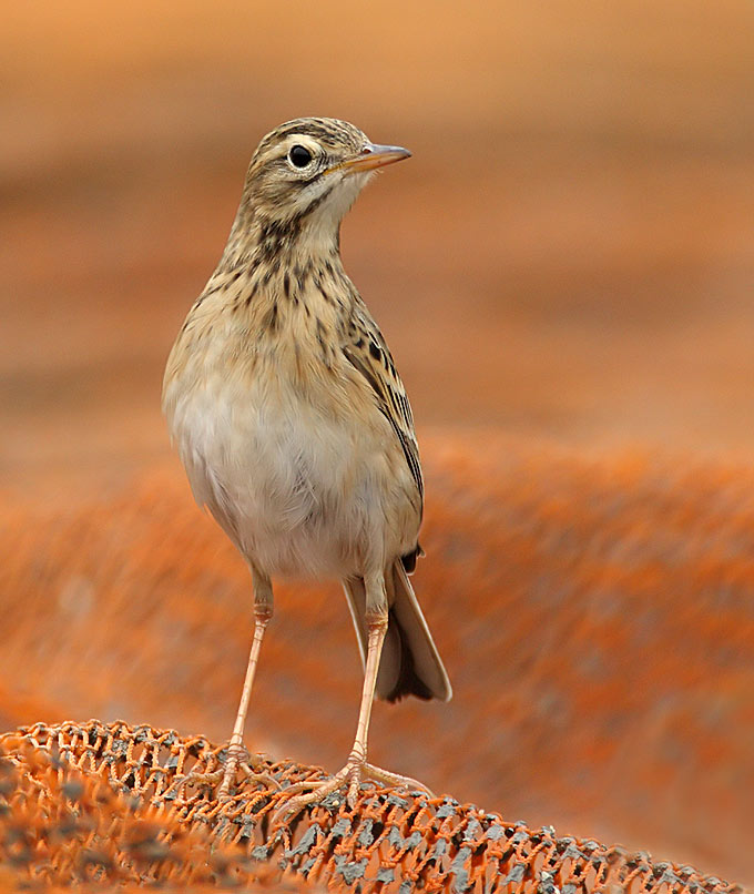 Richard's Pipit