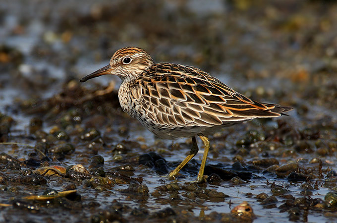 Sharp-tailed Sandpiper