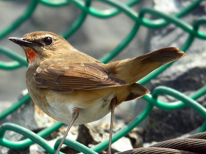 Siberian Rubythroat