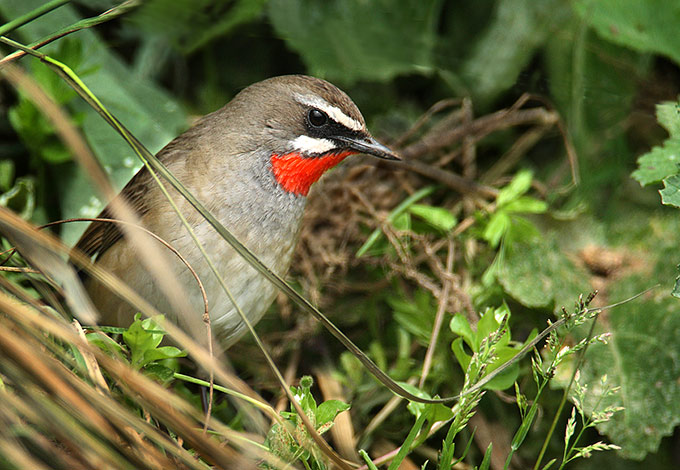Siberian Rubythroat