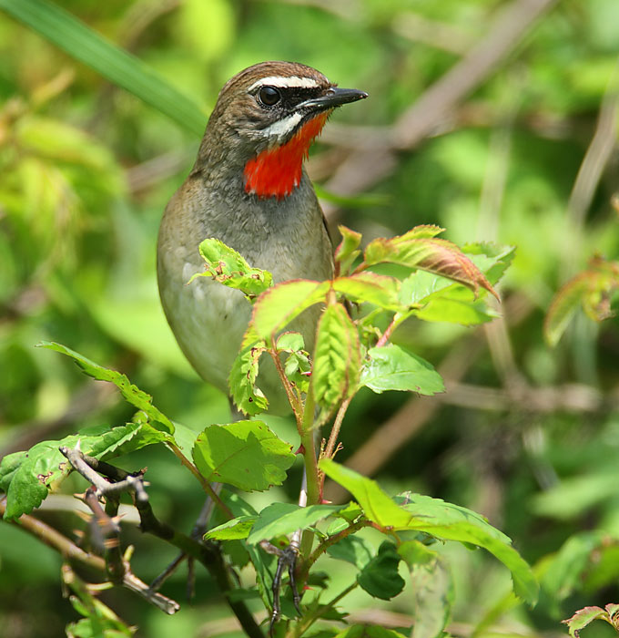 Siberian Rubythroat