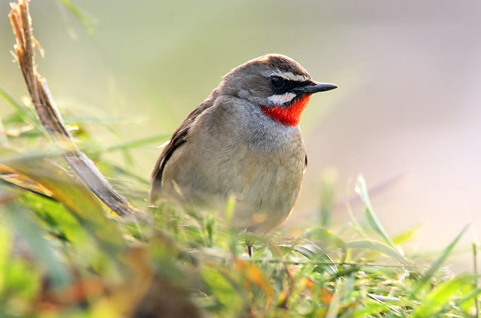 Siberian Rubythroat