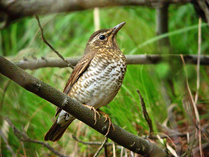 Siberian Thrush