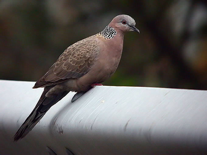 Spotted Dove