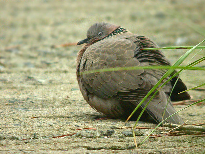 Spotted Dove