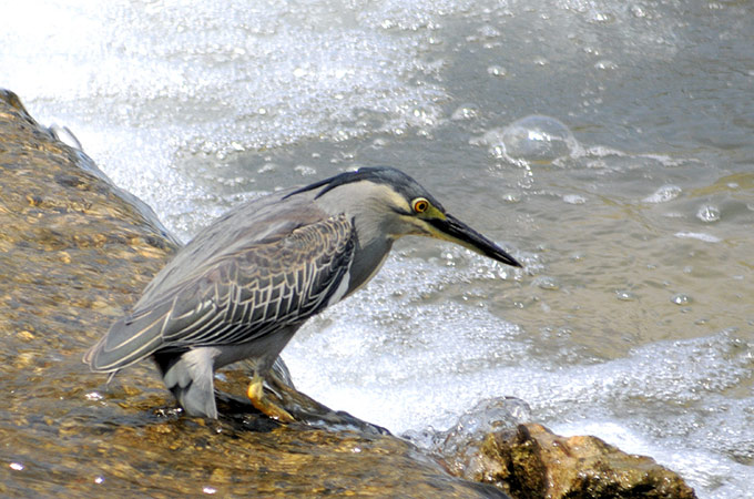 Striated Heron