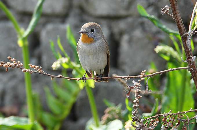 Taiga Flycatcher