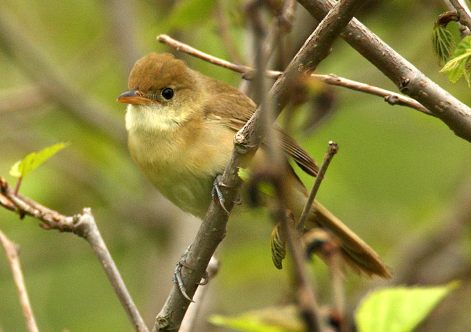 Thick-billed Warbler