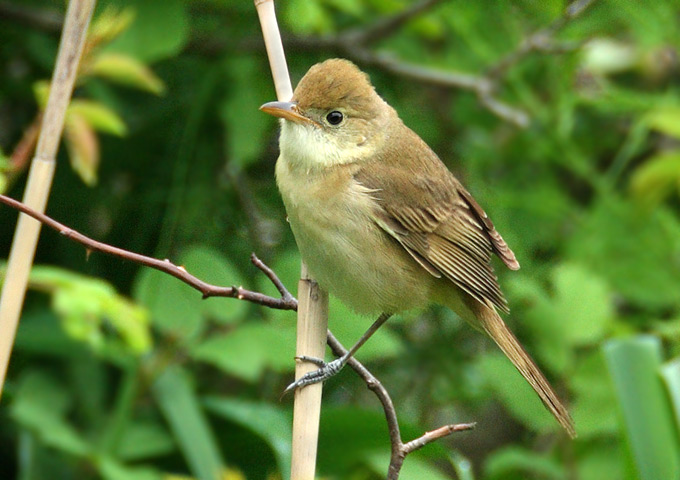 Thick-billed Warbler