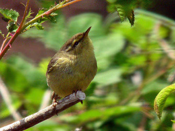 Tickell's Leaf Warbler