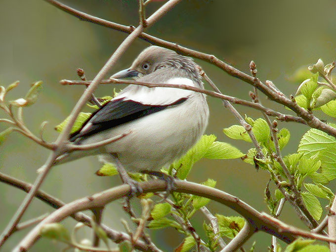 White-shouldered Starling