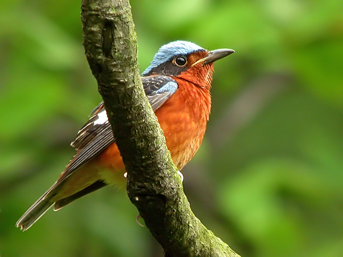 White-throated Rock Thrush