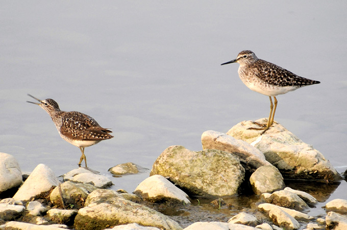 Wood Sandpiper