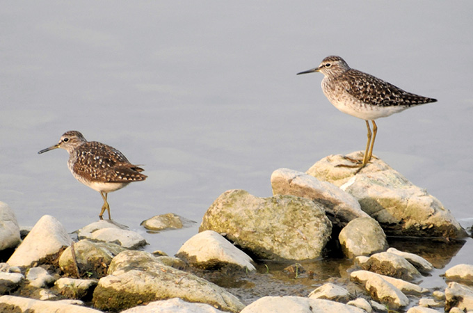 Wood Sandpiper