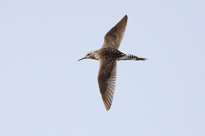 Wood Sandpiper