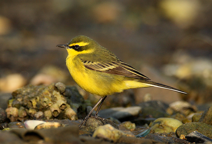 Eastern Yellow Wagtail