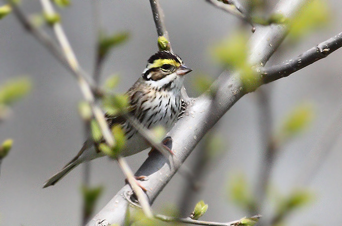 Yellow-browed Bunting