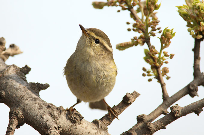 Yellow-browed Warbler