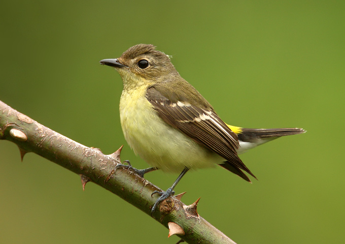 Yellow-rumped Flycatcher
