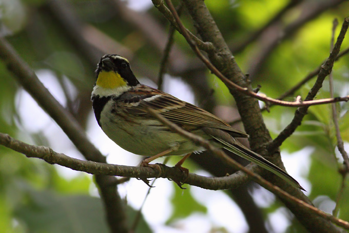 Yellow-throated Bunting