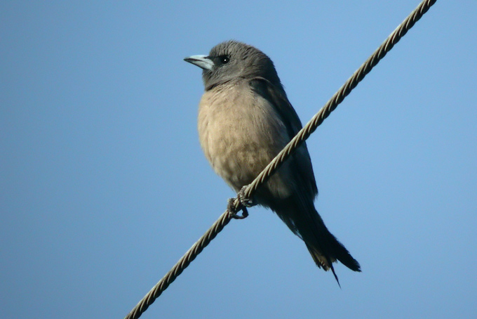 Ashy Woodswallow