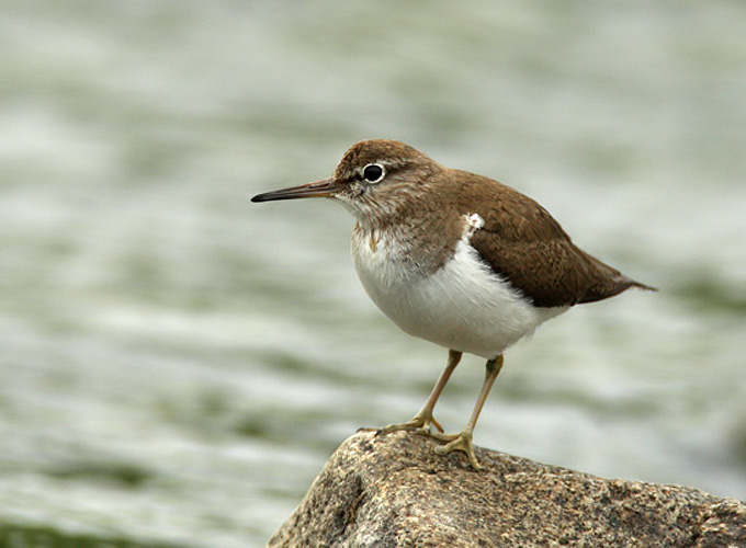 Pictures Of Common Sandpiper - Free Common Sandpiper pictures 