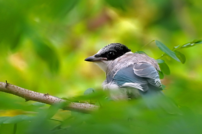 Azure-winged Magpie