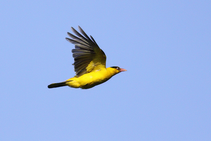 Black-naped Oriole