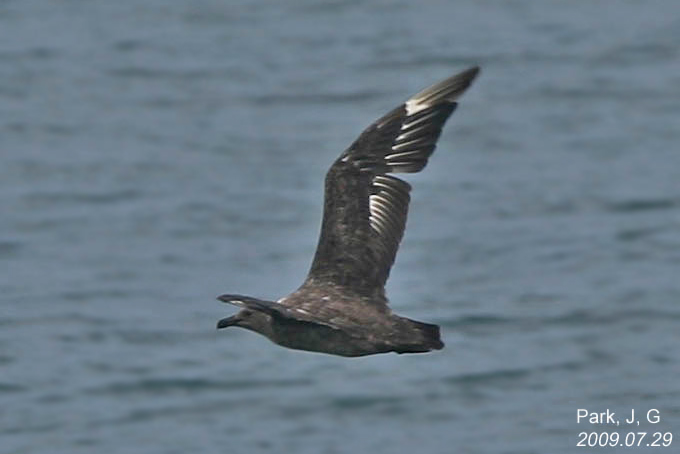 South Polar Skua