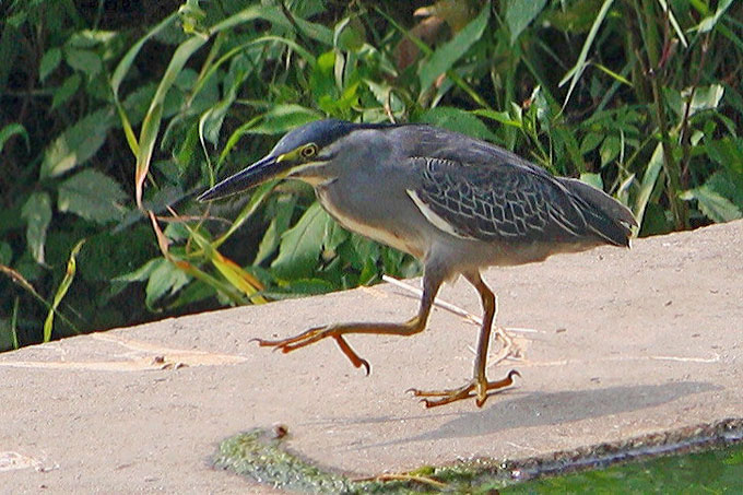 Striated Heron