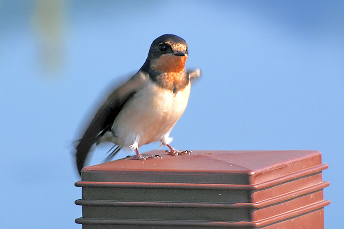 Barn Swallow