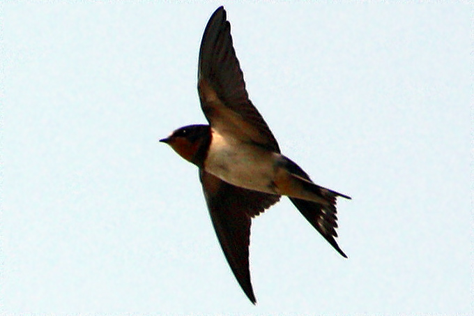 Barn Swallow