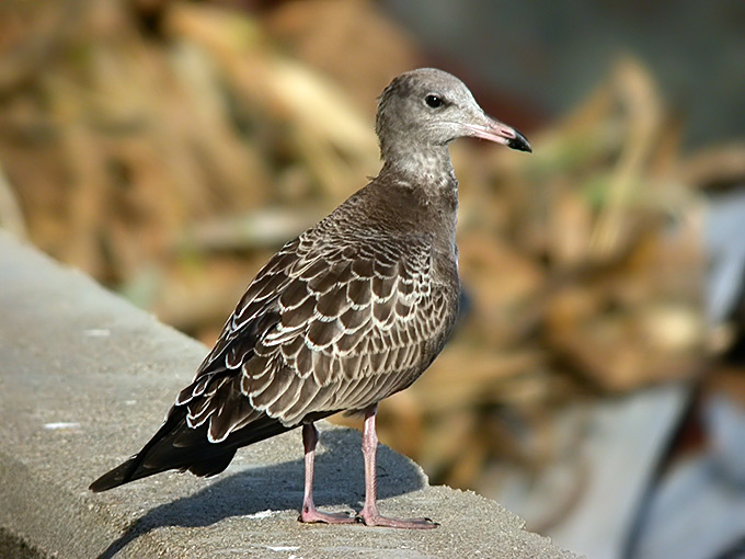 Black-tailed Gull