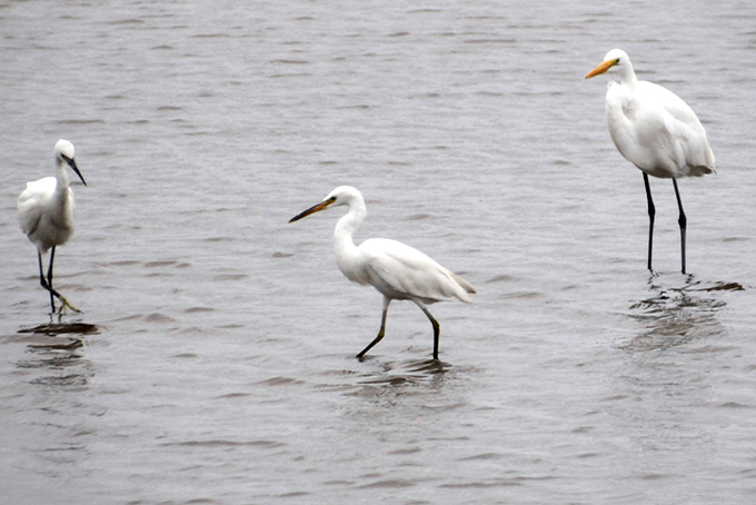 Chinese Egret