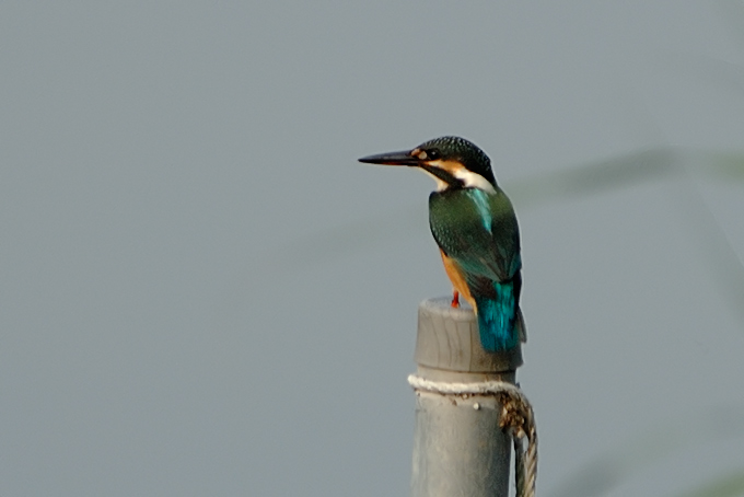 Common Kingfisher