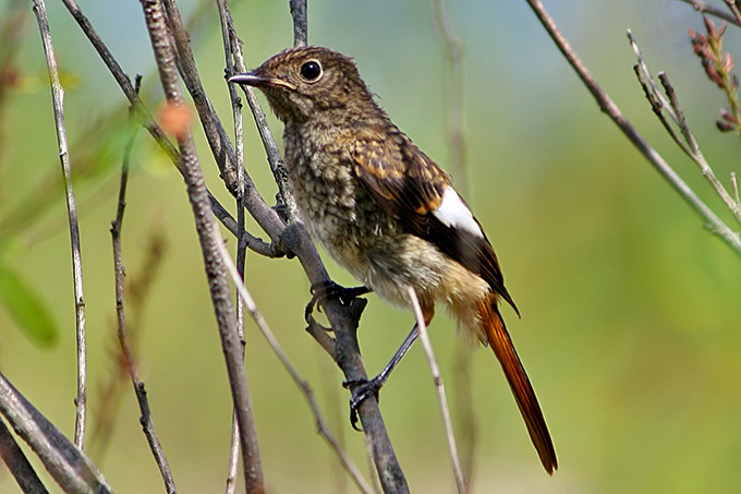 Daurian Redstart