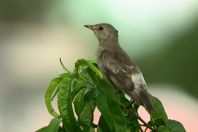 Daurian Starling