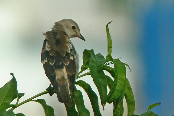 Daurian Starling