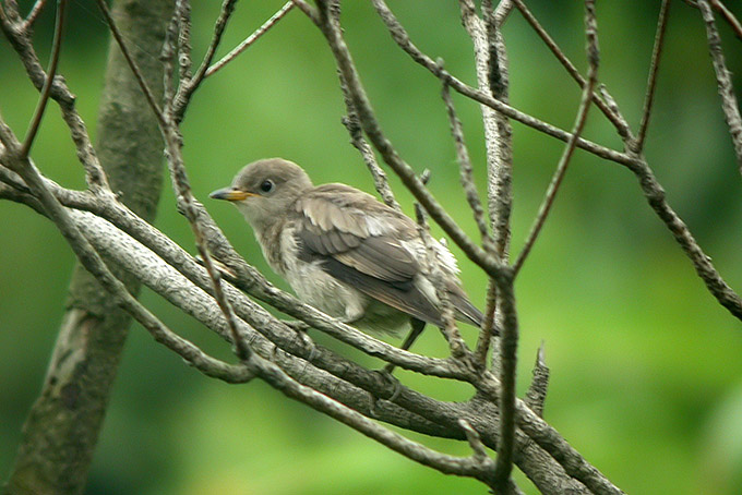 Daurian Starling