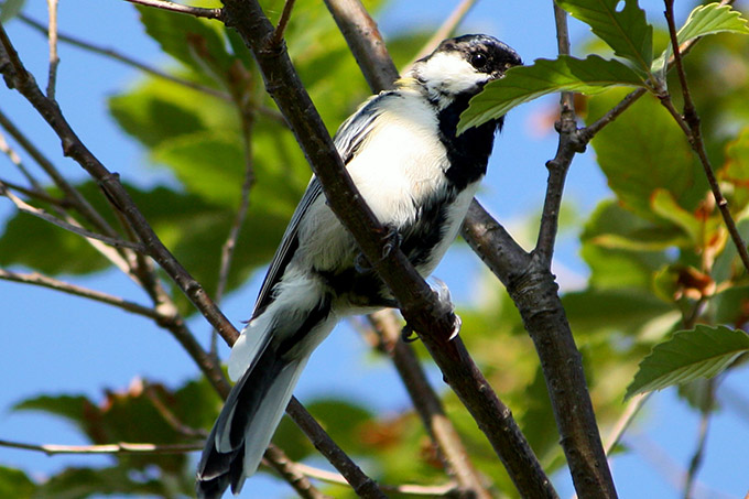 Eastern Great Tit