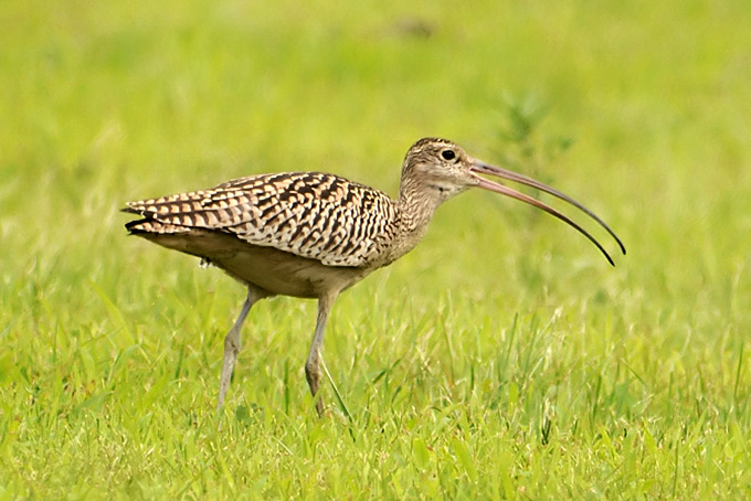 Far Eastern Curlew
