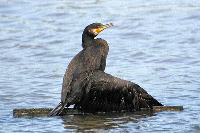 Great Cormorant
