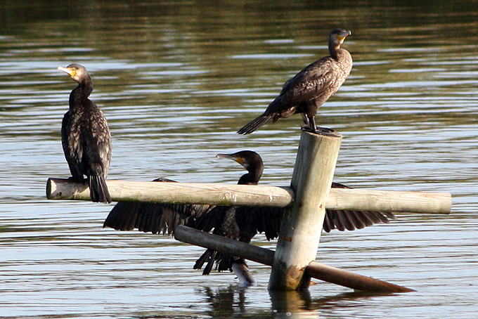 Great Cormorant