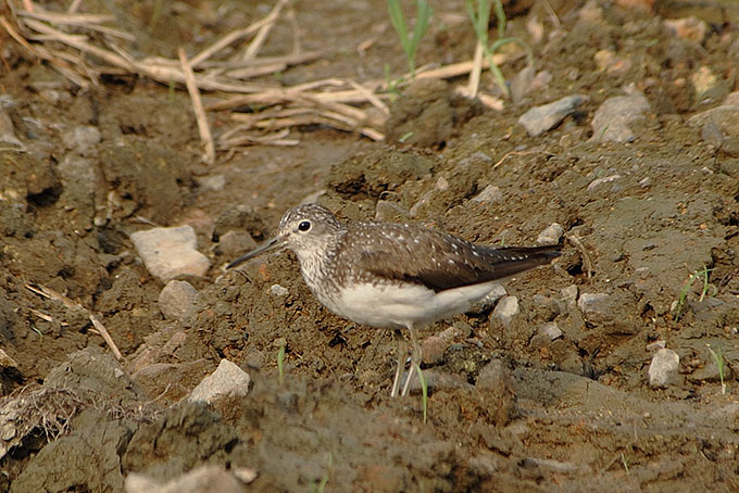 Green Sandpiper