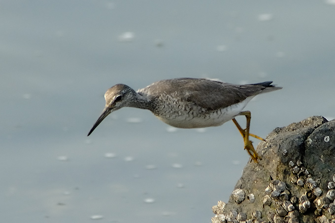 Grey-tailed Tattler