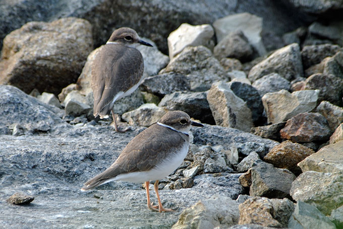 Long-billed Plover