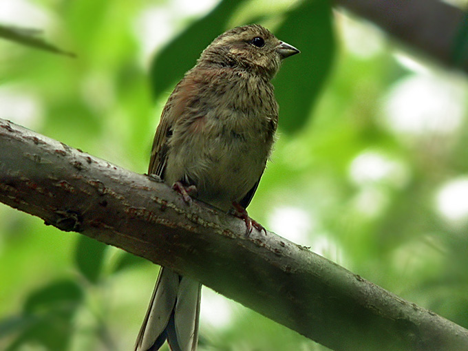Meadow Bunting