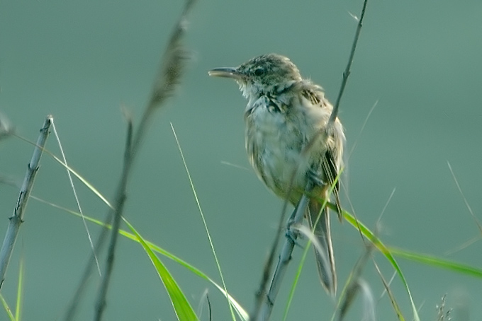 Oriental Reed Warbler