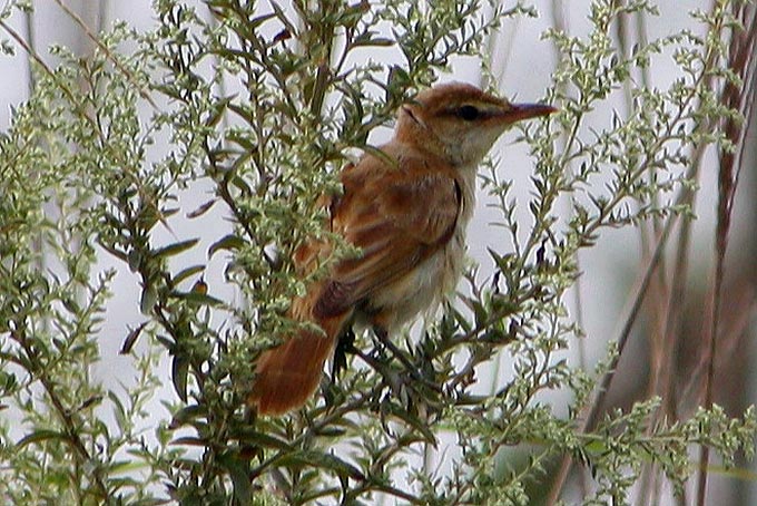 Oriental Reed Warbler