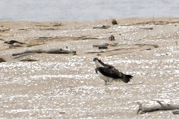Western Osprey